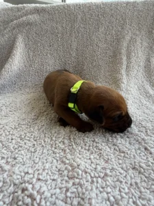rhodesian ridgeback puppies breeder texas now