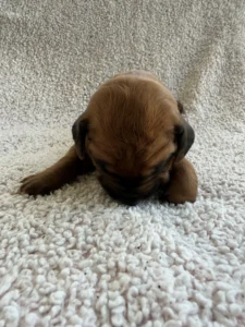 rhodesian ridgeback puppies for sale 2027