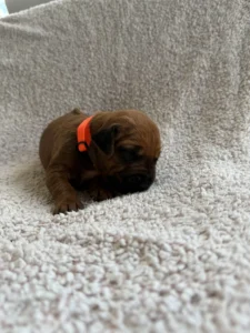 rhodesian ridgeback puppies for sale austin