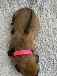 rhodesian ridgeback puppies ready adoption texas