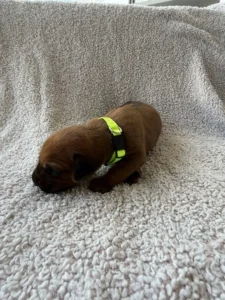rhodesian-ridgeback-puppies-texas