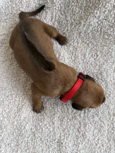 rhodesian ridgeback puppies texas breeder 2026