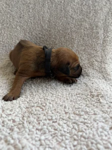 rhodesian ridgeback puppies texas breeder 2027