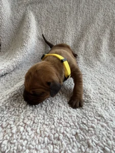 rhodesian ridgeback puppies texas breeder 2027