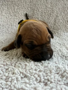 rhodesian ridgeback puppies texas breeder available