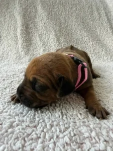 rhodesian-ridgeback-puppies-texas-puppies