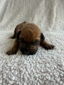 ridgeback puppies available may 2026 texas