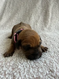 ridgeback puppies available now 2027 texas