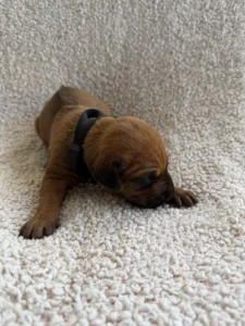 ridgeback puppies available now texas 2027