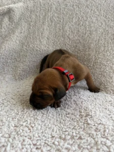 ridgeback puppies available now texas breeder