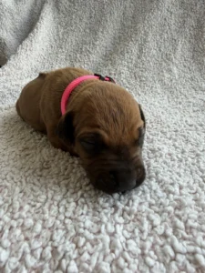 ridgeback puppies available now texas breeder