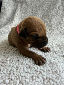 ridgeback puppies available texas akc breeder