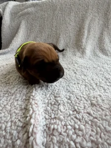 ridgeback puppies breeder texas available now