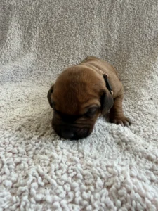 ridgeback puppies dallas texas ready now