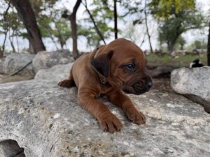 ridgeback-puppies-for-sale-2026 (1)