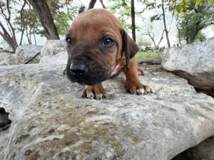 ridgeback-puppies-for-sale-2026 (10)