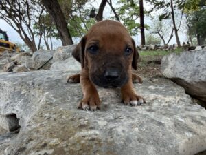 ridgeback-puppies-for-sale-2026 (11)