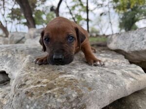 ridgeback-puppies-for-sale-2026 (12)