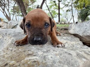 ridgeback-puppies-for-sale-2026 (13)