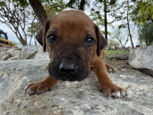 ridgeback-puppies-for-sale-2026 (14)