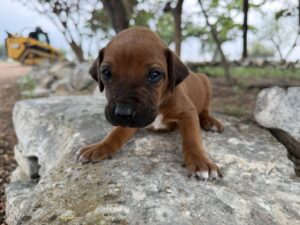 ridgeback-puppies-for-sale-2026 (15)