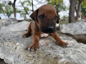 ridgeback-puppies-for-sale-2026 (16)