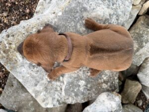 ridgeback-puppies-for-sale-2026 (17)