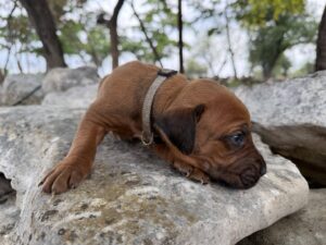 ridgeback-puppies-for-sale-2026 (2)