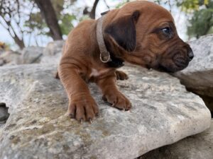 ridgeback-puppies-for-sale-2026 (3)