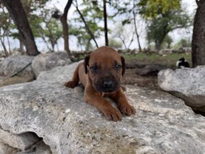 ridgeback-puppies-for-sale-2026