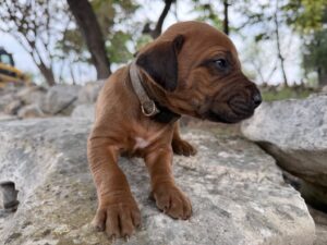 ridgeback-puppies-for-sale-2026 (4)