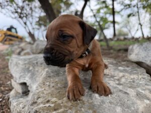 ridgeback-puppies-for-sale-2026 (5)