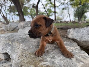 ridgeback-puppies-for-sale-2026 (6)