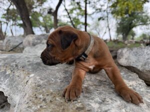 ridgeback-puppies-for-sale-2026 (7)