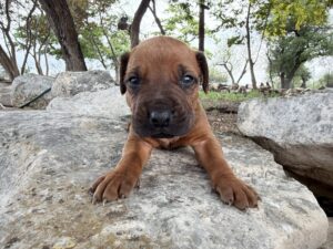 ridgeback-puppies-for-sale-2026 (8)