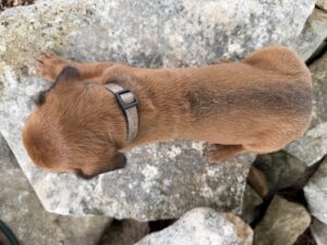 ridgeback-puppies-for-sale-2026 (9)