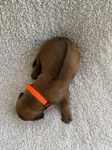 ridgeback puppies for sale san antonio texas