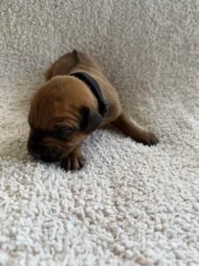 ridgeback puppies for sale texas 2027