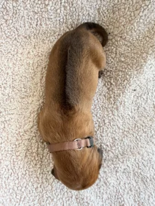 ridgeback puppies san antonio texas available now