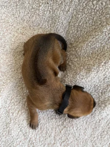ridgeback puppies texas breeder available 2027