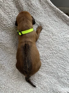 ridgeback puppies texas breeder ready now