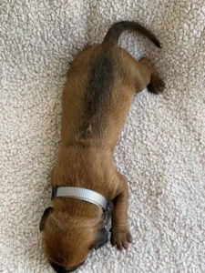 top breeder ridgeback puppies texas available