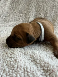 top rated rhodesian ridgeback puppies texas