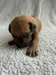 trusted rhodesian ridgeback breeder puppies texas