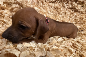 Female Rhodesian Ridgeback Puppy for sale near me - Pink01 Female Rhodesian Ridgeback Puppy for sale near me