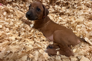 Female Rhodesian Ridgeback Puppy for sale near me - Pink02 Female Rhodesian Ridgeback Puppy for sale near meFemale Rhodesian Ridgeback Puppy for sale near me