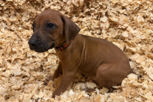 Female Rhodesian Ridgeback Puppy for sale near me - Pink03 Female Rhodesian Ridgeback Puppy for sale near me