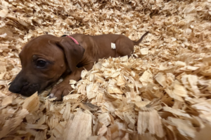Female Rhodesian Ridgeback Puppy for sale near me - Pink04 Female Rhodesian Ridgeback Puppy for sale near me