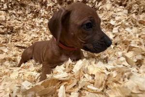 Female Rhodesian Ridgeback Puppy for sale near me - Pink05 Female Rhodesian Ridgeback Puppy for sale near me