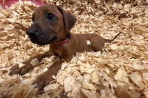 Female Rhodesian Ridgeback Puppy for sale near me - Pink06 Female Rhodesian Ridgeback Puppy for sale near me